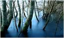 une forêt de haine